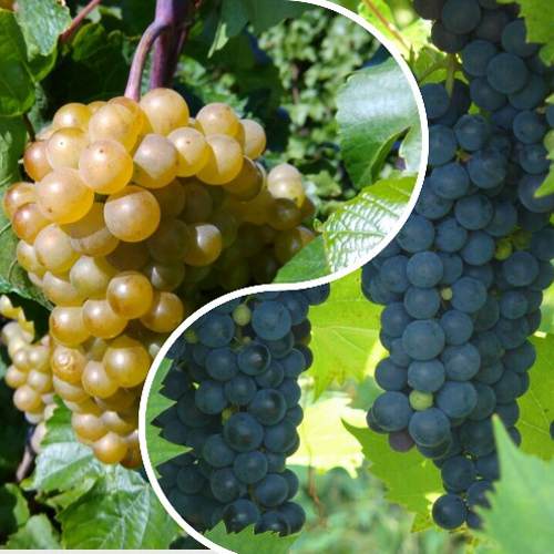 Комплект ИНЬ-ЯНЬ в Бресте