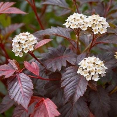 Бордовый в Бресте