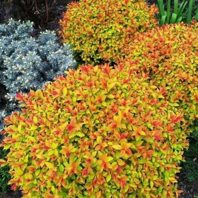 Низкорослая в Бресте