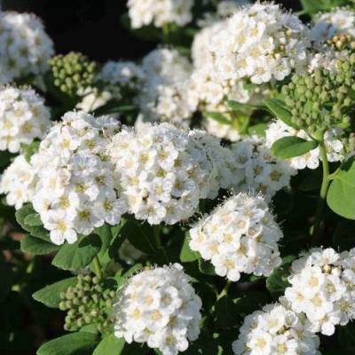 Березолистная в Бресте