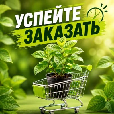 УСПЕЙТЕ ЗАКАЗАТЬ УСПЕЙТЕ ЗАКАЗАТЬ в Бресте