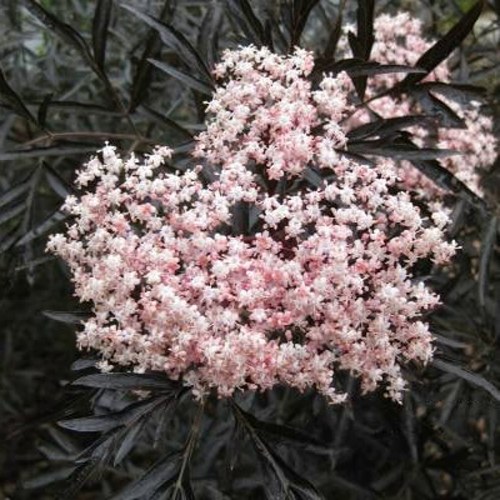 Бузина черная БЛЭК ЛЕЙС ЕВА в Бресте