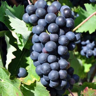 Круглый в Бресте