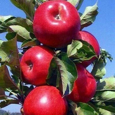 Колонновидные яблони в Бресте