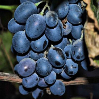 Синий в Бресте