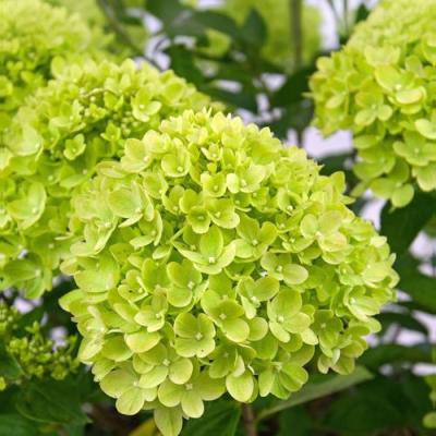 Зеленая в Бресте