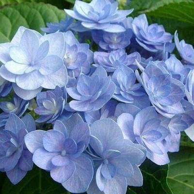 Голубая в Бресте