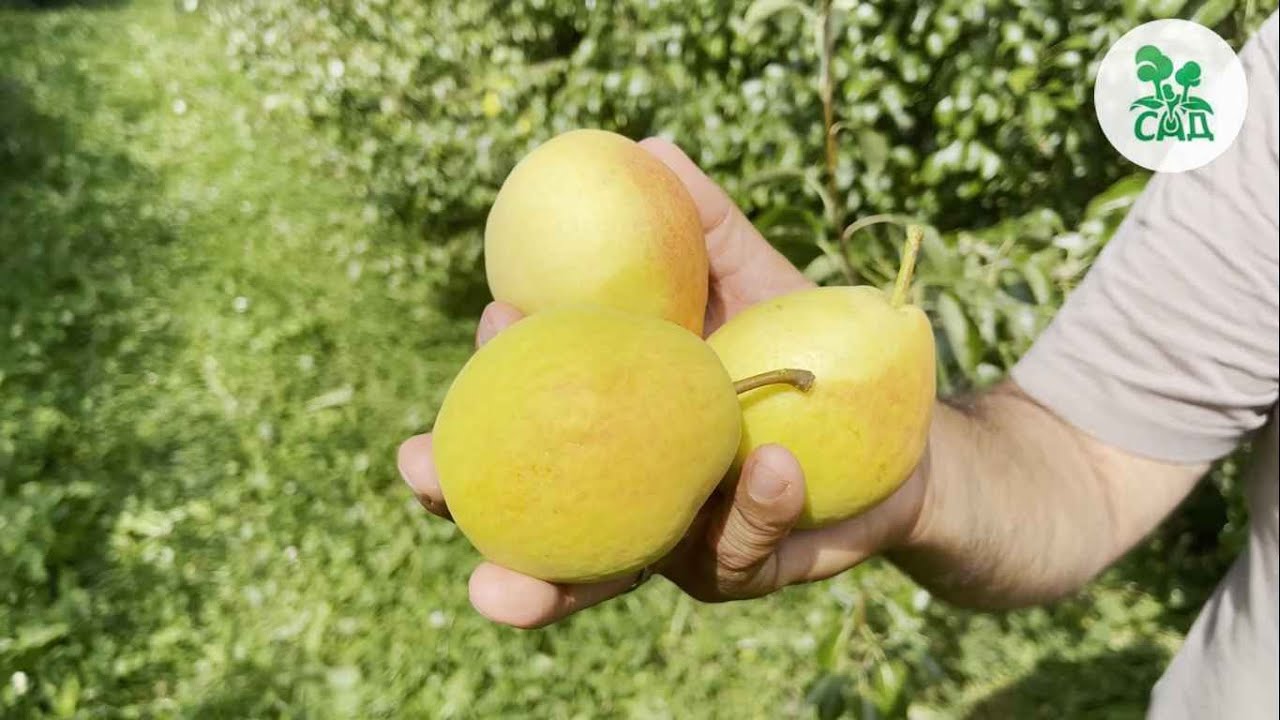 Превью видео