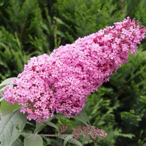 Буддлея давида ПИНК ДЕЛАЙТ в Бресте