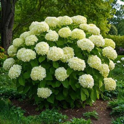 Большие (высокие) в Бресте