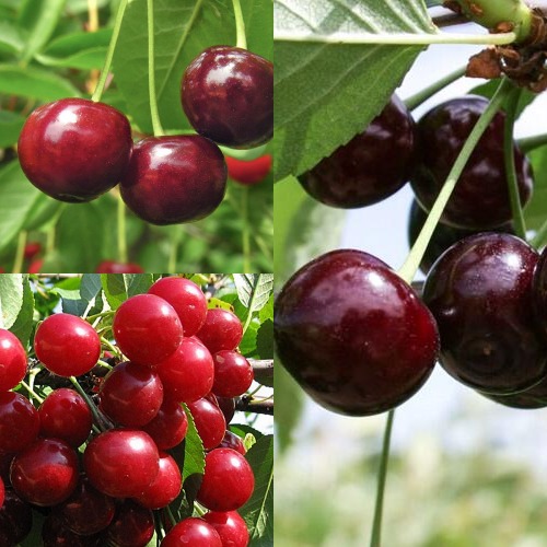 Комплект ВИШНЕВЫЙ САД в Бресте