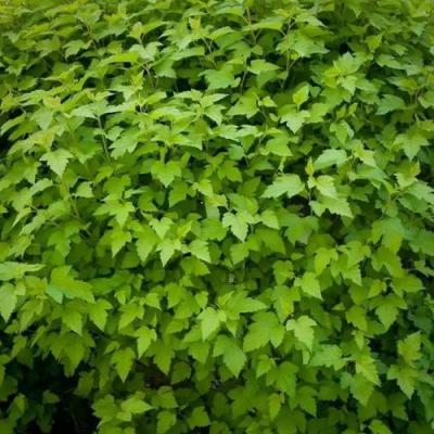 Зеленый в Бресте