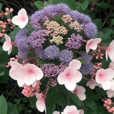 Шершавая в Бресте