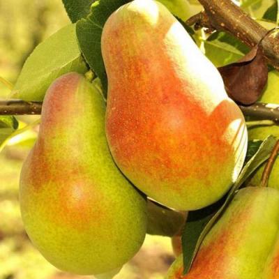 Красавица в Бресте