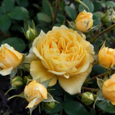 Роза флорибунда в Бресте