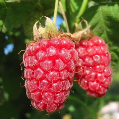 Крупная в Бресте