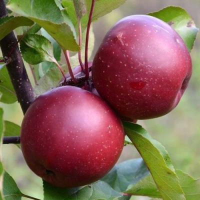 Яблоня красномясая в Бресте
