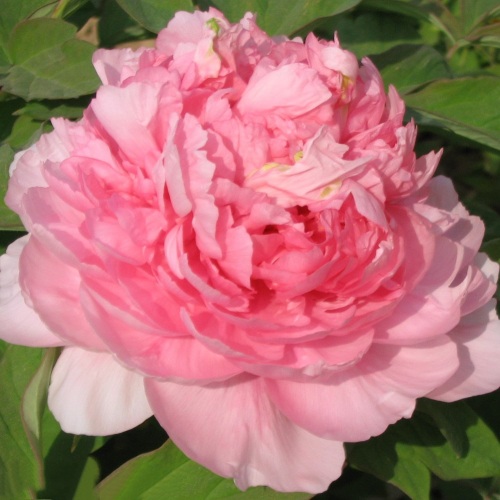 Пион ИМПЕРАТОРСКАЯ НАЛОЖНИЦА древовидный в Бресте