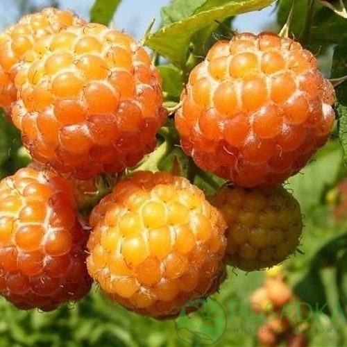 Малина КУМБЕРЛЕНД желтая в Бресте