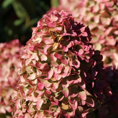 Мэджикал в Бресте