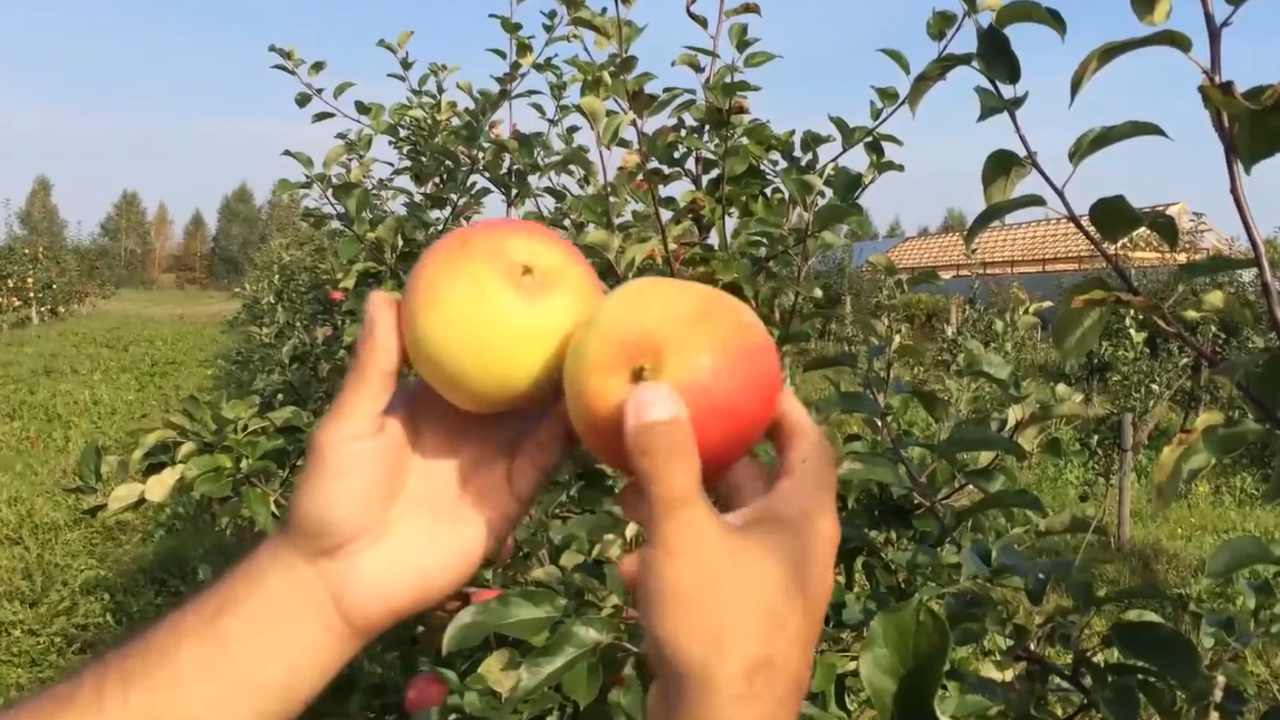 Превью видео