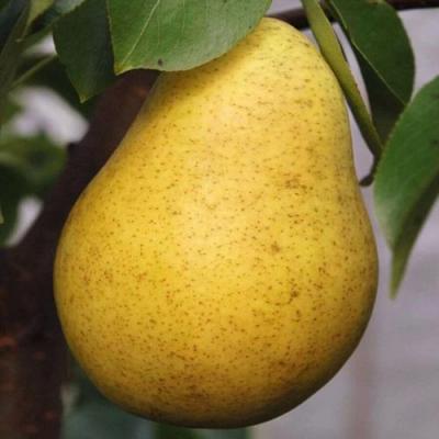 Крупная в Бресте