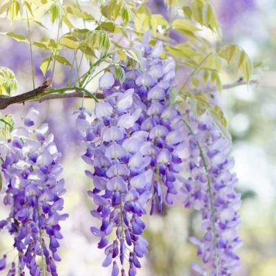 Глициния в Бресте