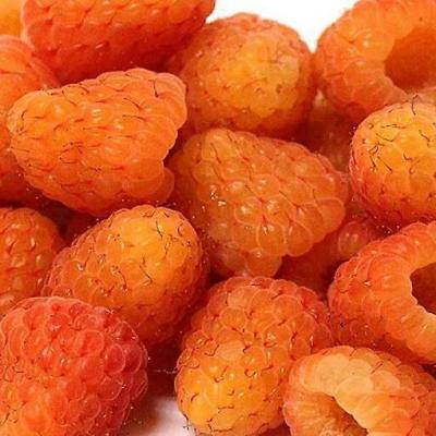 Оранжевая в Бресте