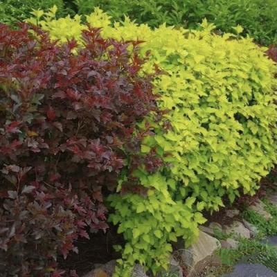 Калинолистный в Бресте