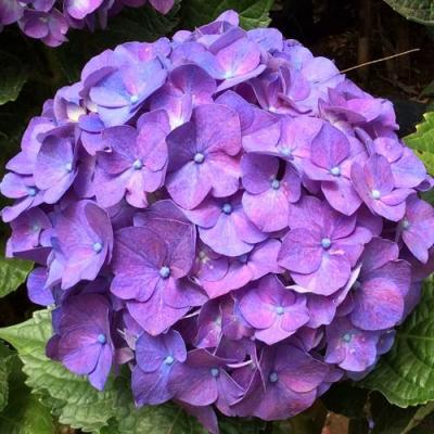 Фиолетовая в Бресте