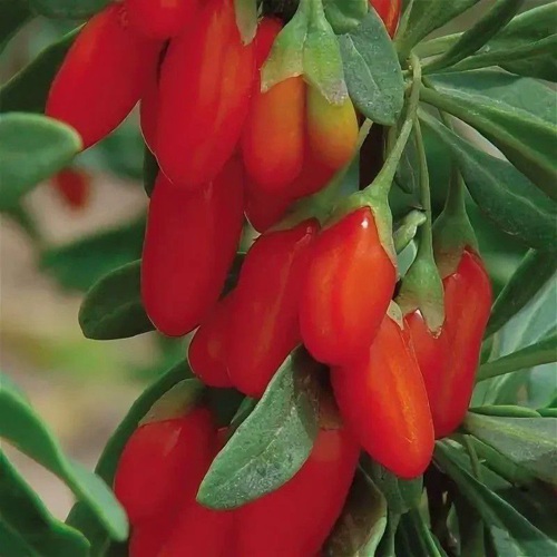 Годжи ВЯЧЕСЛАВ в Бресте