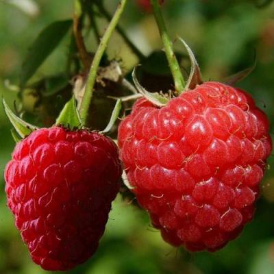 Кустовая в Бресте