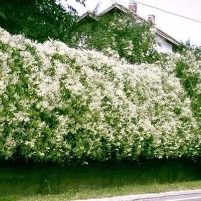 Фаллопия в Бресте