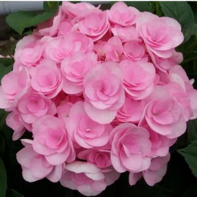 Махровая в Бресте