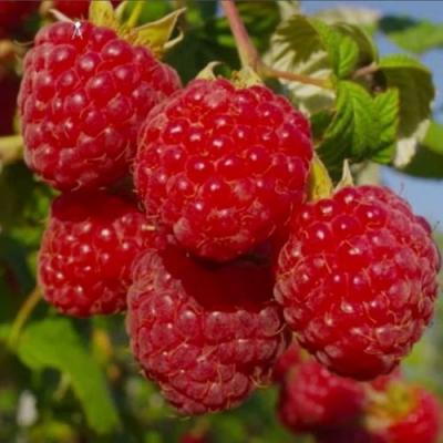 Ранняя в Бресте