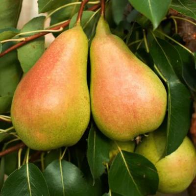 Сладкая в Бресте