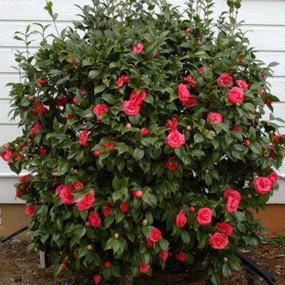 Камелия в Бресте