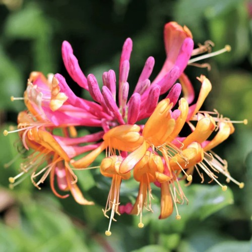 Жимолость ГЕКРОТА в Бресте