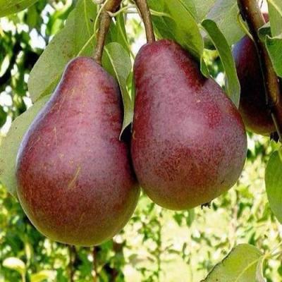 Красная в Бресте