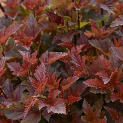 Красный в Бресте