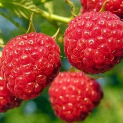 Поздняя в Бресте