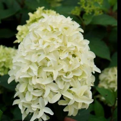 Средние в Бресте