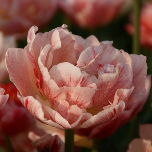 Тюльпан ПЕПТОК махровый поздний в Бресте