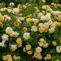 Грэм Томас (Graham Thomas).jpg