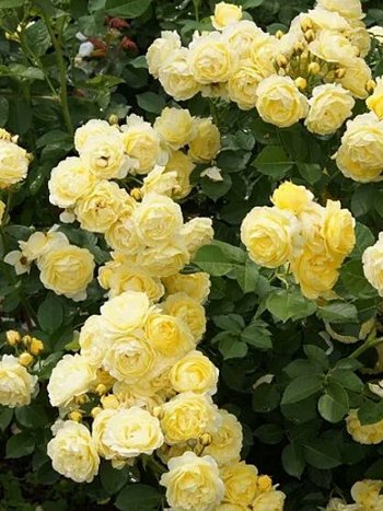 Роза КОМТЕСС ДЮ БАРИ фл.jpg