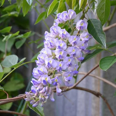 Глициния макростахия БЛЮ МУН в Бресте