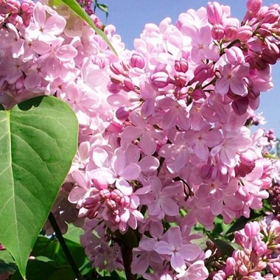 Сирень АДЕЛИНА в Бресте