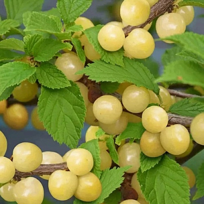 Вишня СНЕВИТ войлочная в Бресте