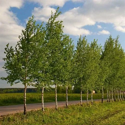 Береза обыкновенная в Бресте