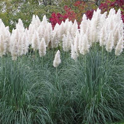 Кортадерия белая (пампасная трава) в Бресте